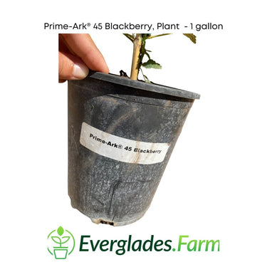 Prime-Ark® 45 Blackberry Plant